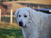 abruzzese shepherd dog male